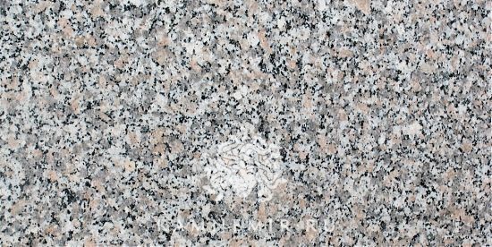 Rosa Beta - изображение 1