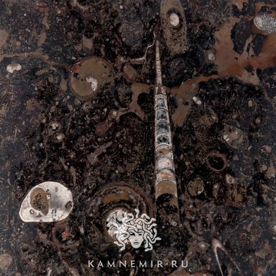 Brown fossil - изображение 2