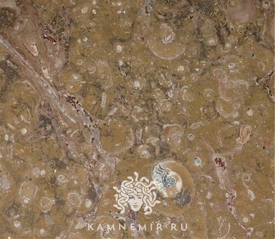 Brown fossil - изображение 1