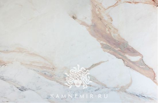 Rosa Aurora - изображение 2